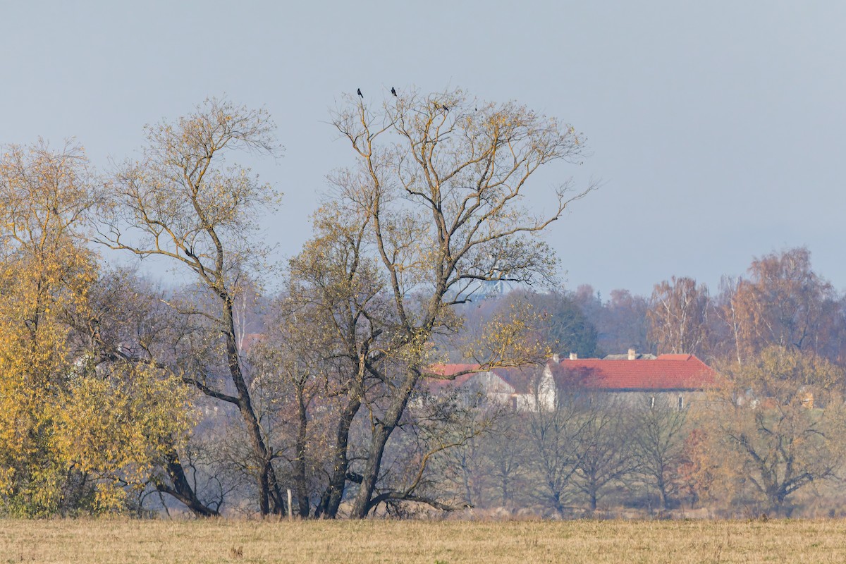 svartkråke - ML646046030