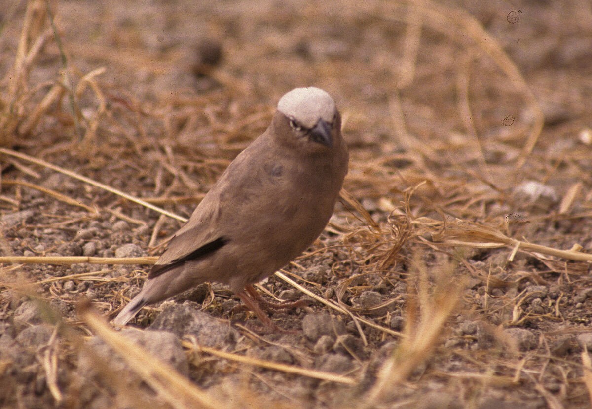 gråkronevever - ML646046032