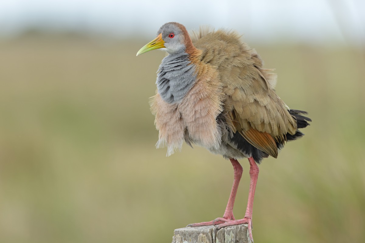 kjemperikse - ML646046036