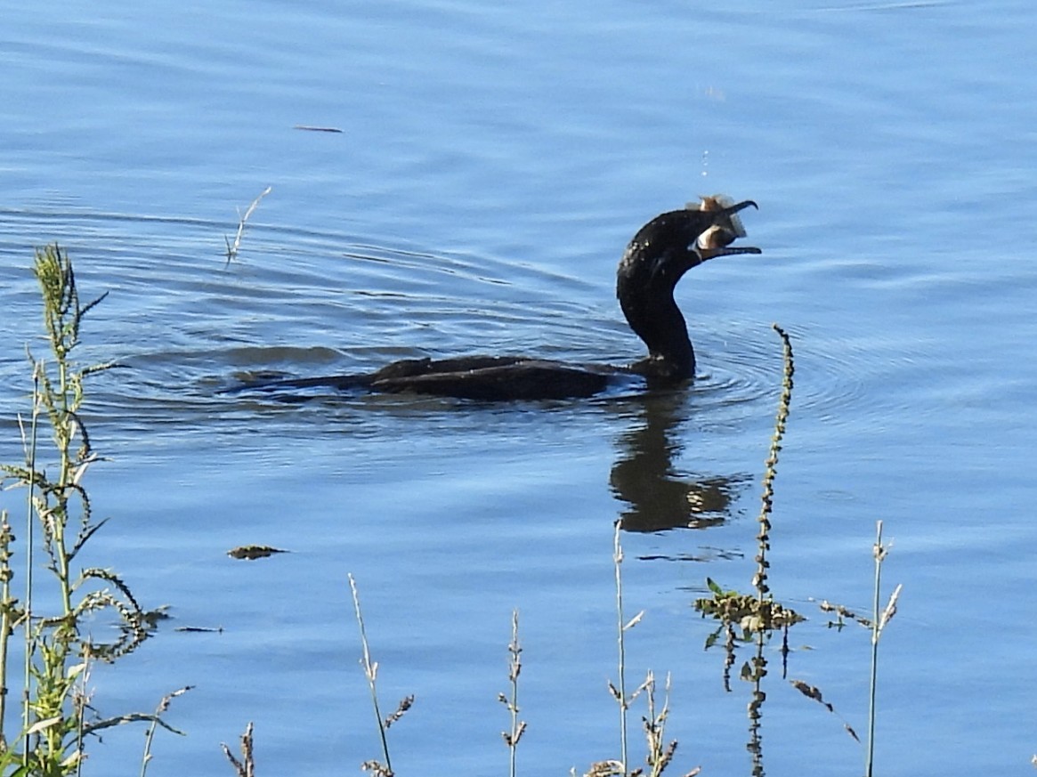 flodskarv - ML646046041