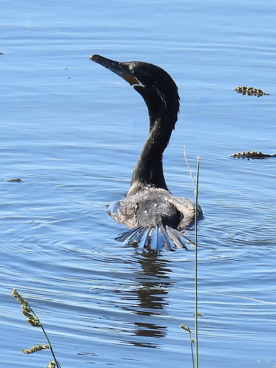 flodskarv - ML646046042