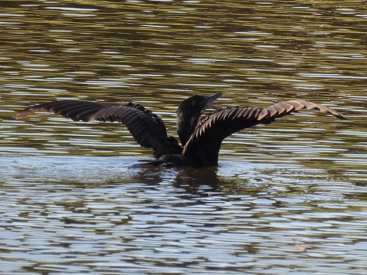 flodskarv - ML646046043