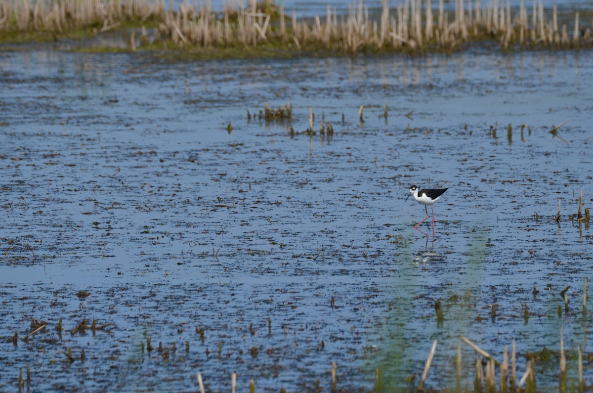 svartkronestylteløper - ML646046046