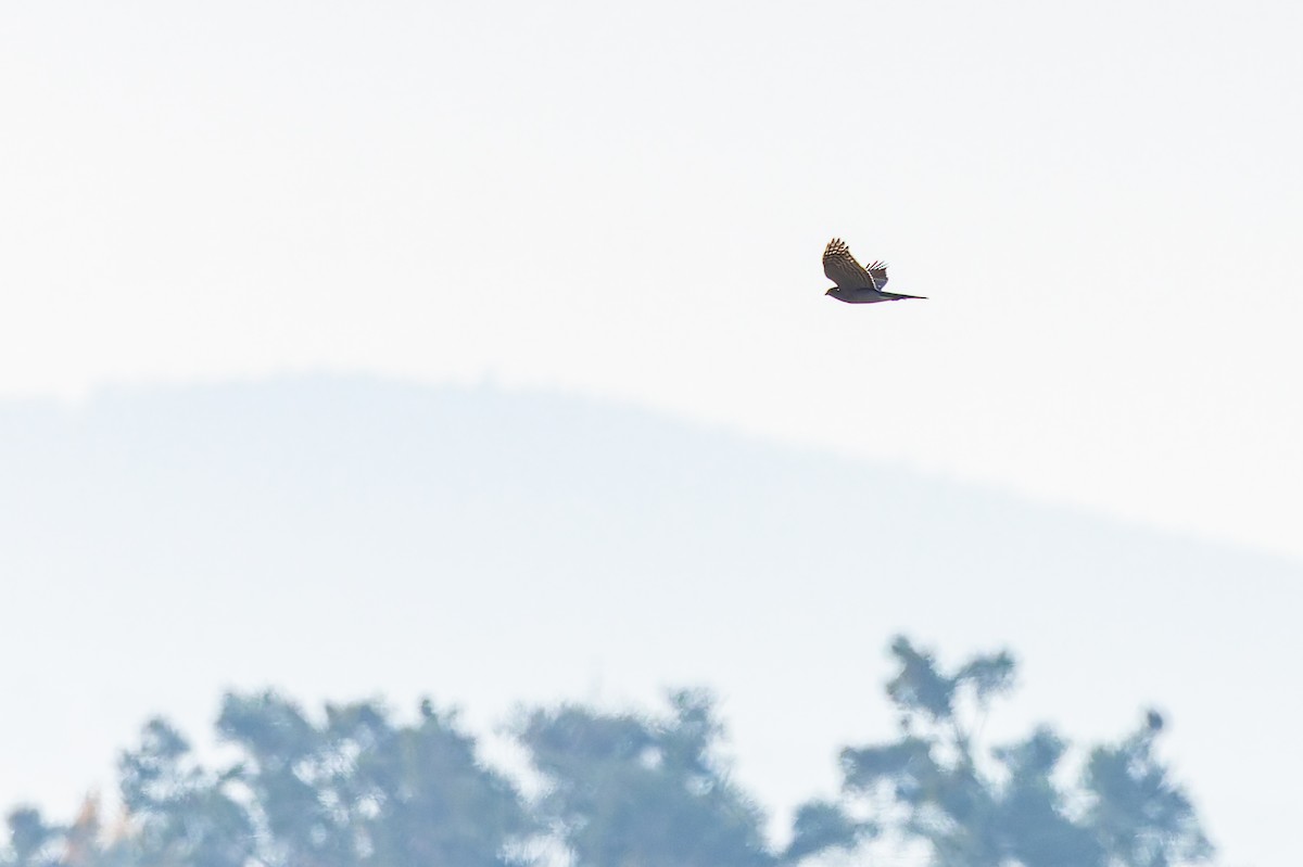 spurvehauk - ML646046047