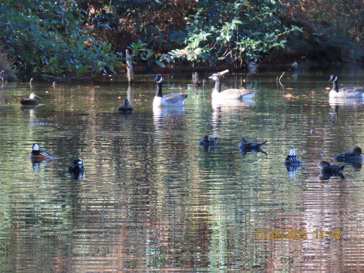 kanadagås - ML646046048