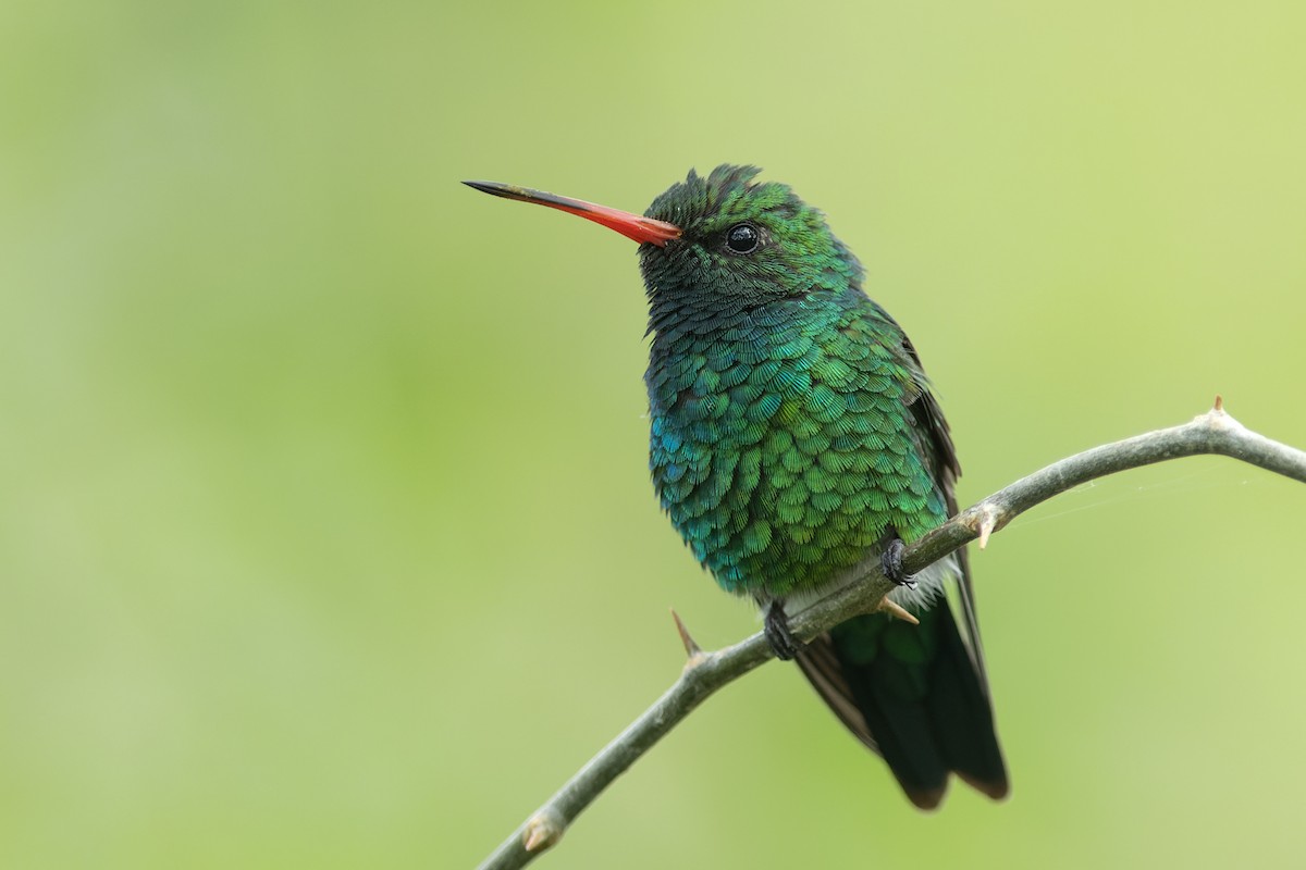 glansbuksmaragd - ML646046051