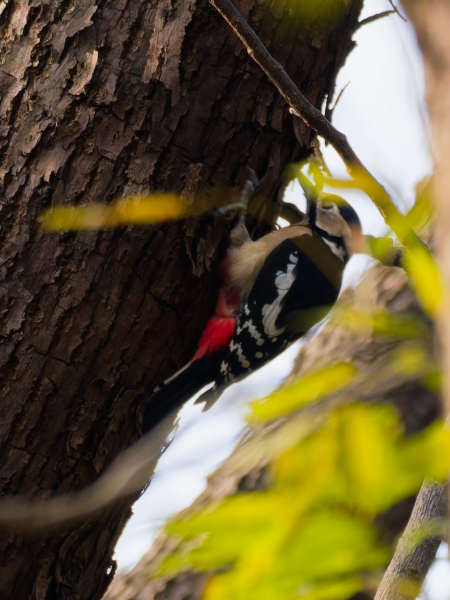 flaggspett - ML646046052