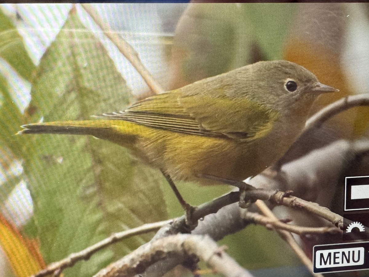 bjørkeparula - ML646046053