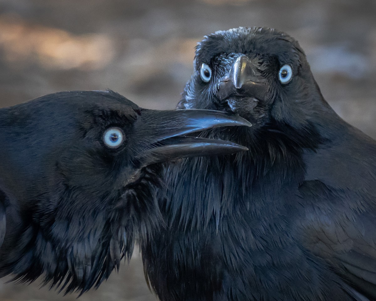 klageravn - ML646046054