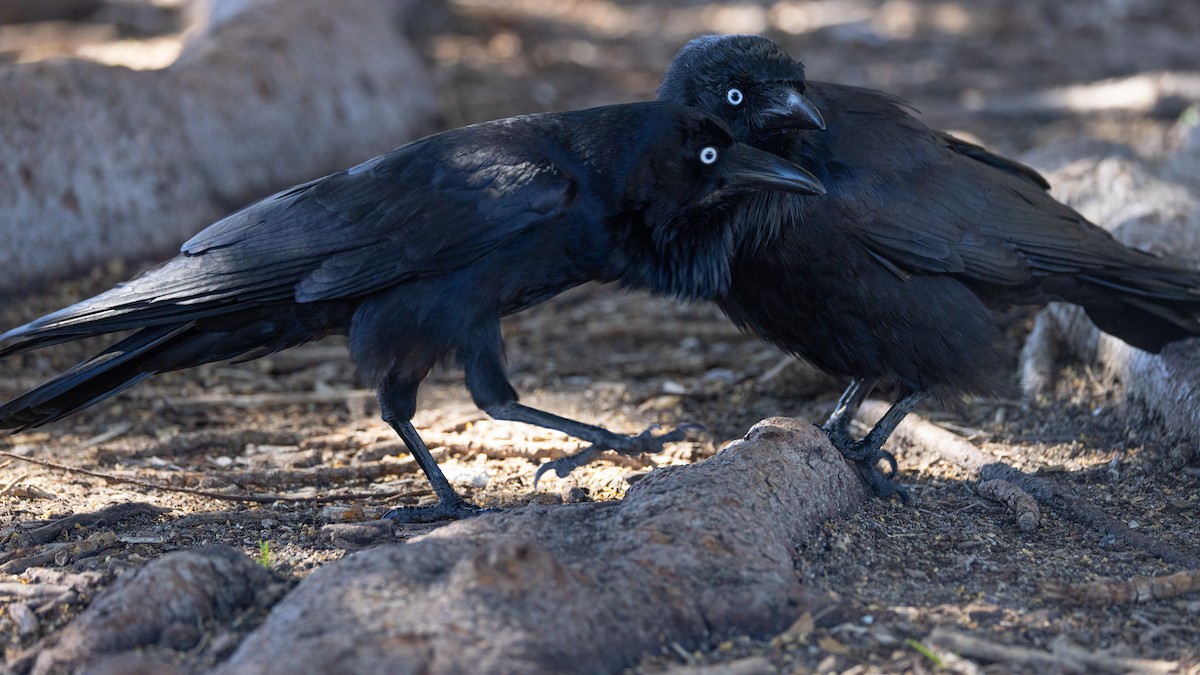 klageravn - ML646046055