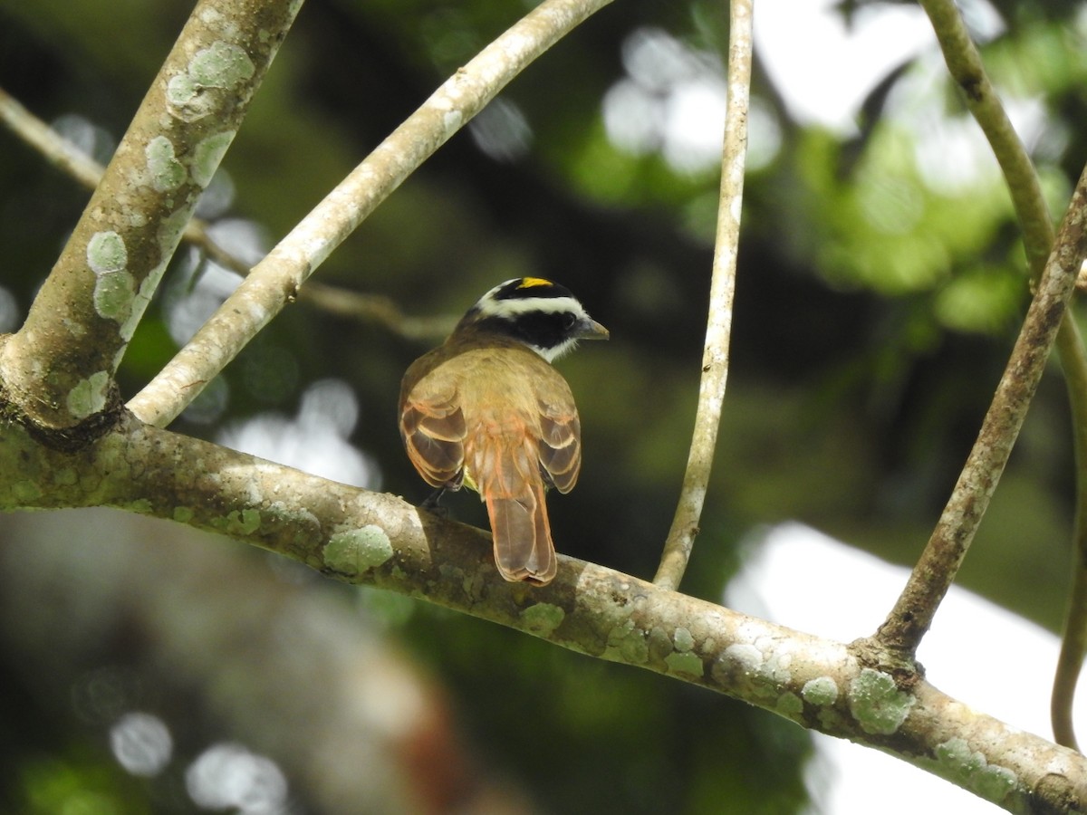 båtnebbtyrann - ML646046056