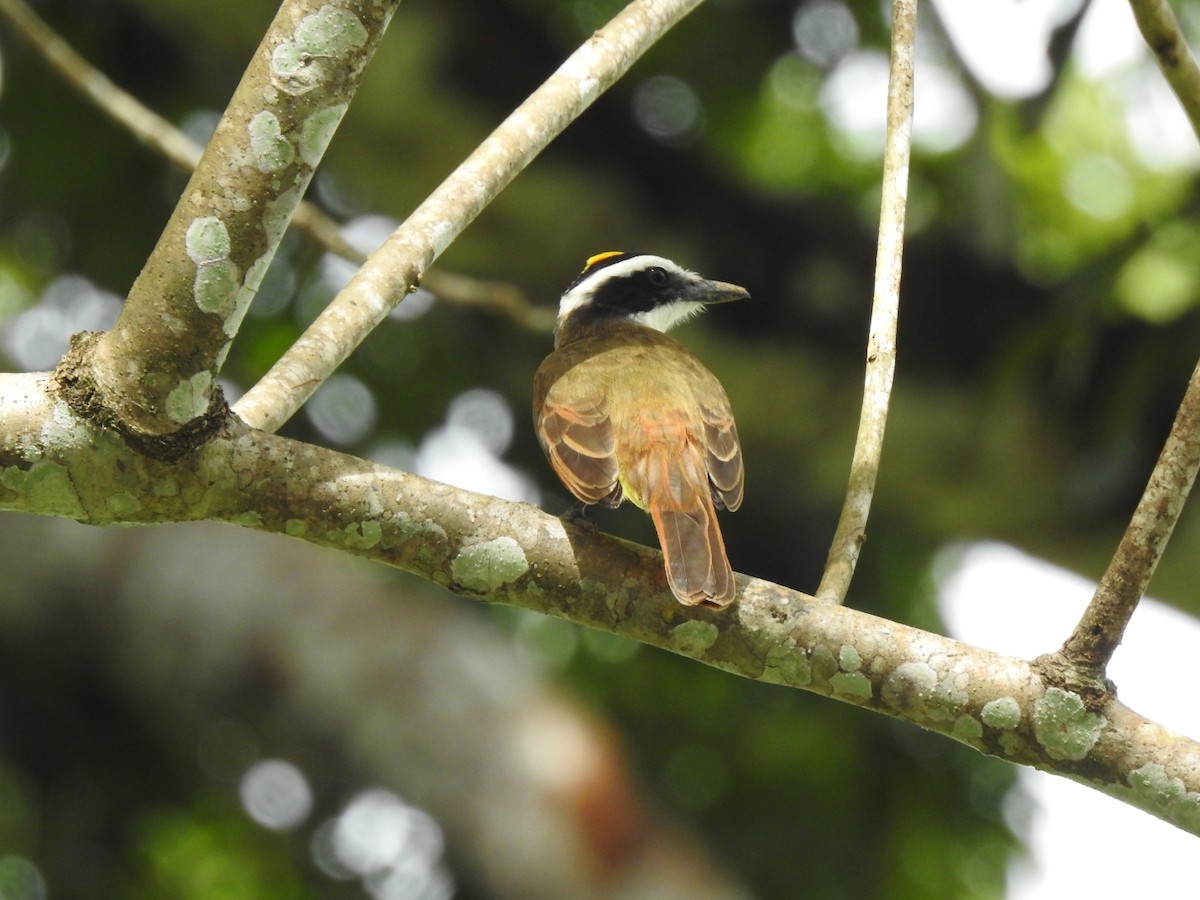 båtnebbtyrann - ML646046057