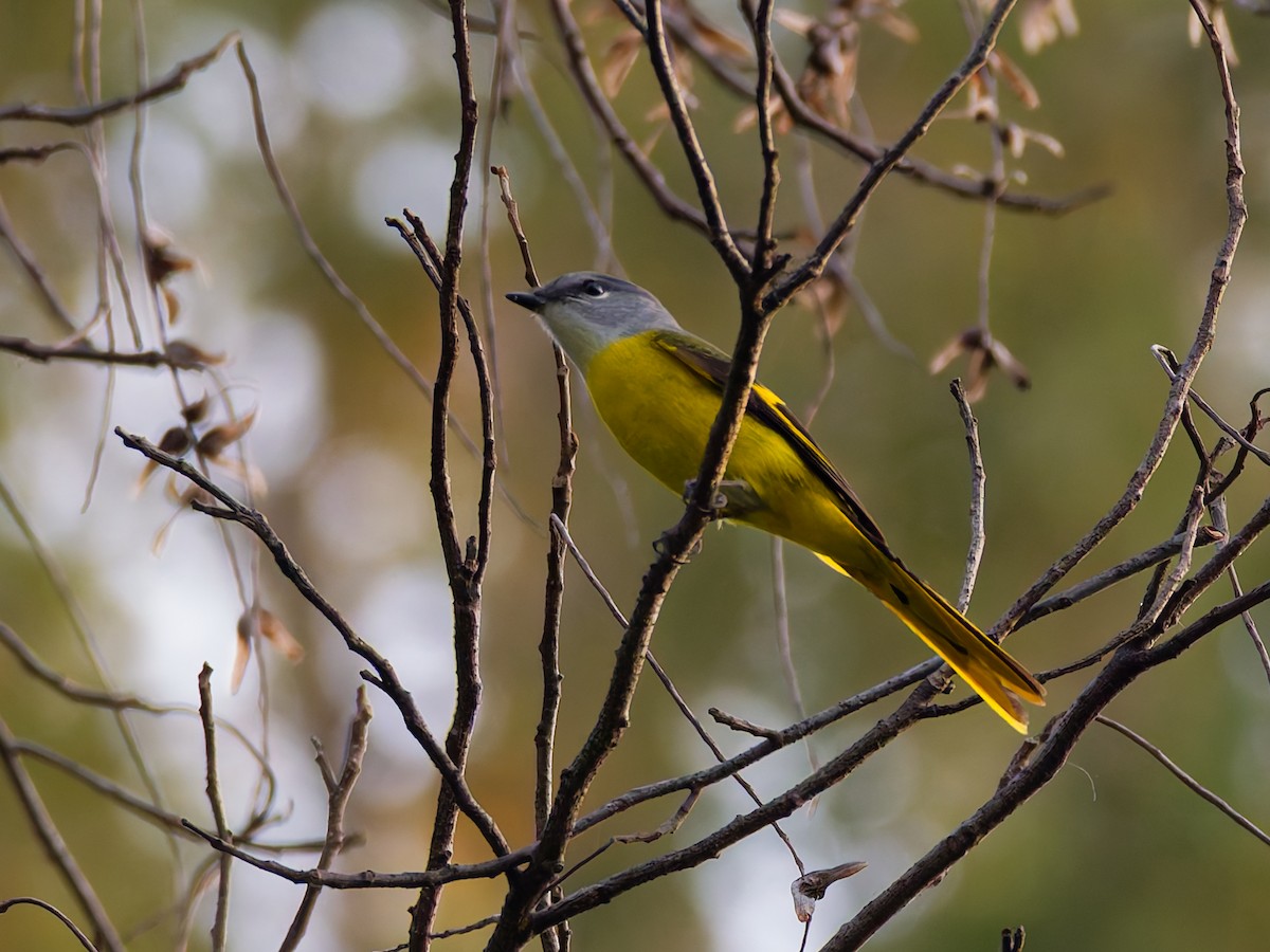 gråhakemønjefugl - ML646046058