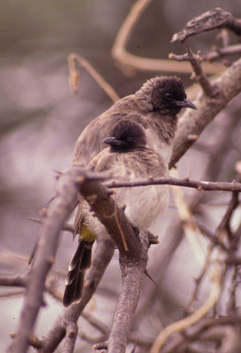 hagebylbyl - ML646046059