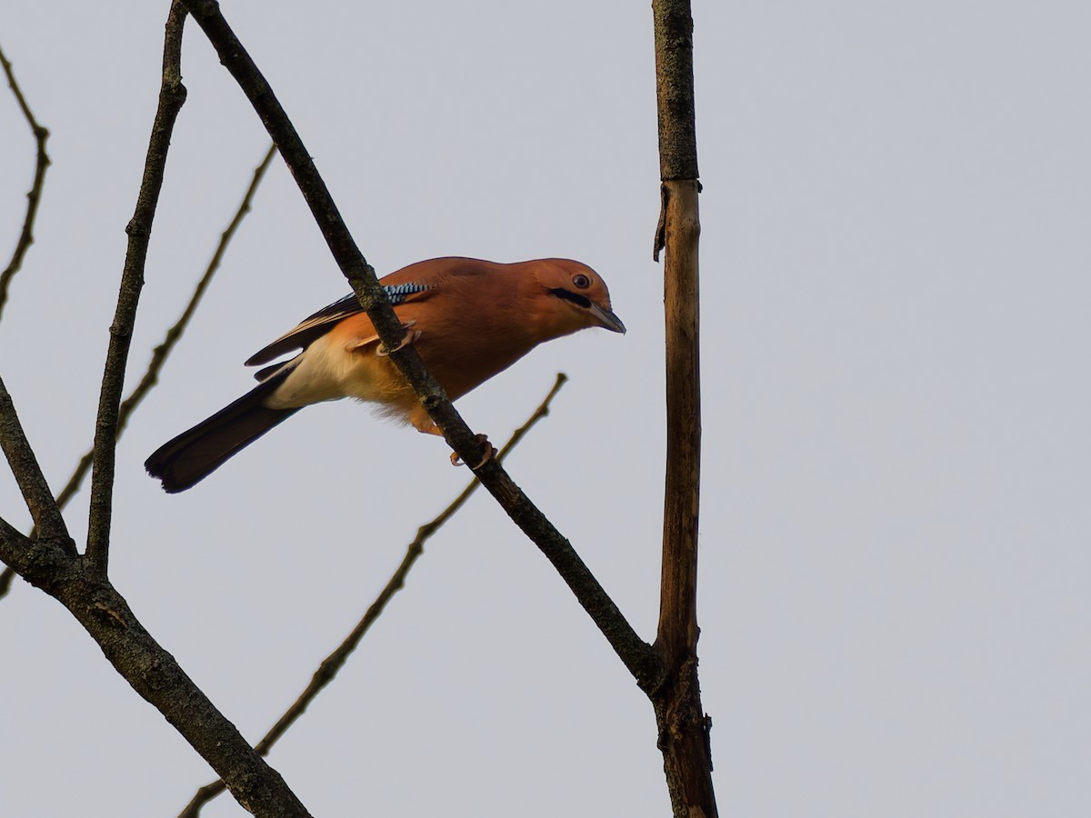 nøtteskrike - ML646046060