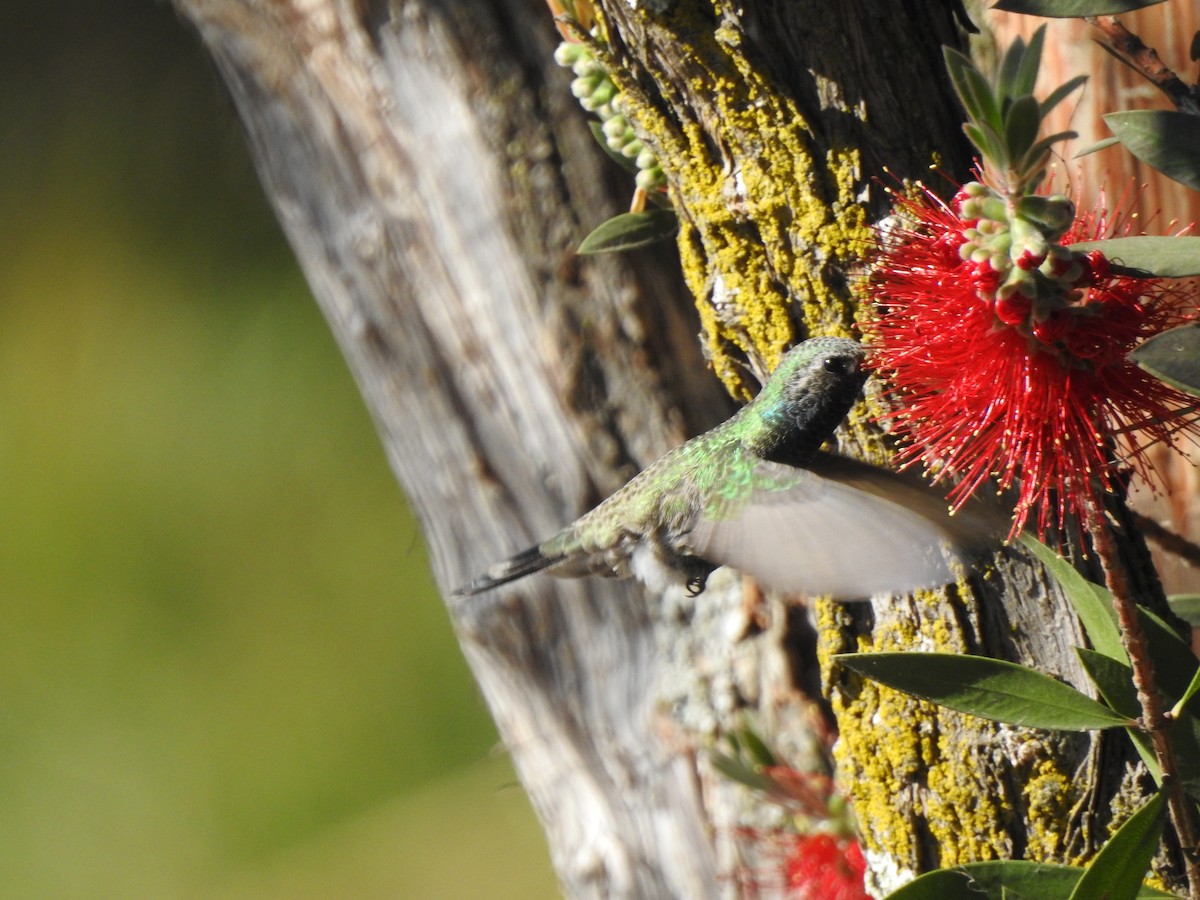 brednebbkolibri - ML646046063