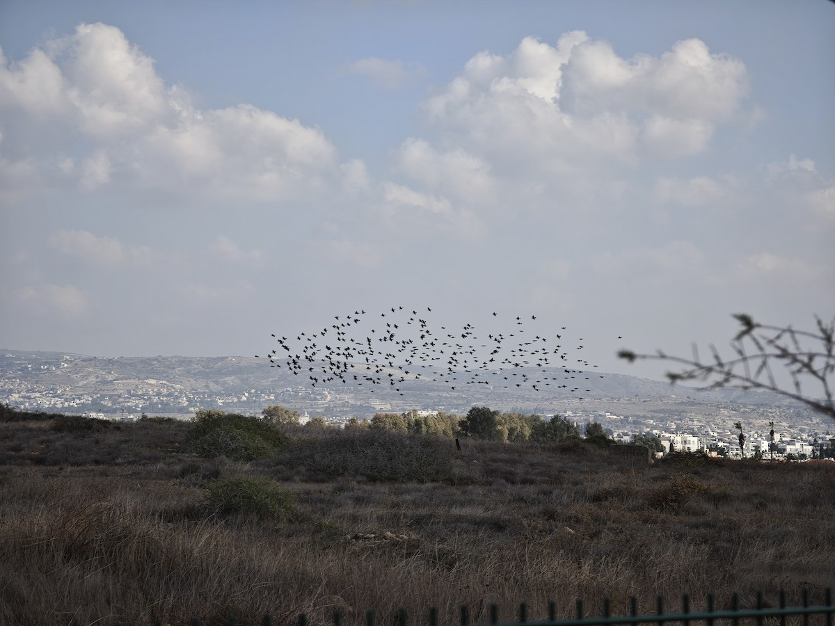 European Starling - ML646046073