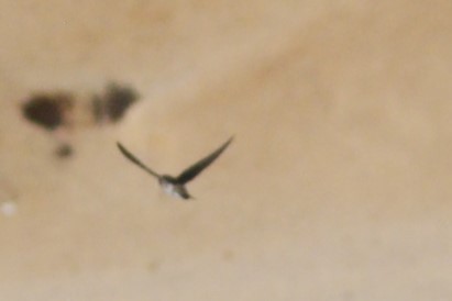 swallow sp. - ML646046081
