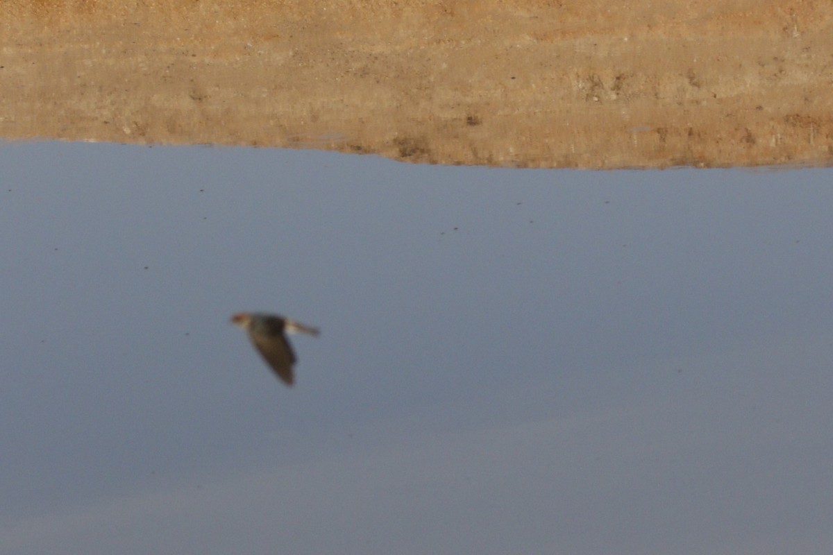 swallow sp. - ML646046082