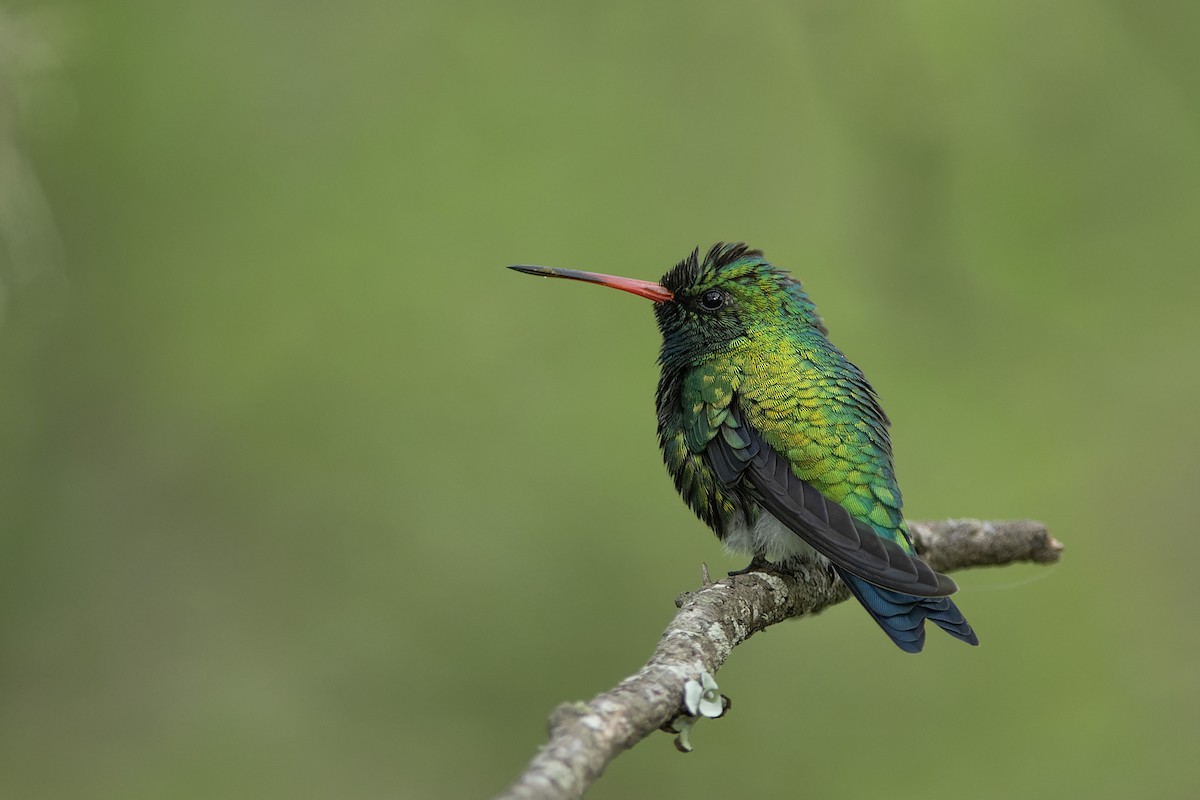 Glittering-bellied Emerald - ML646046089