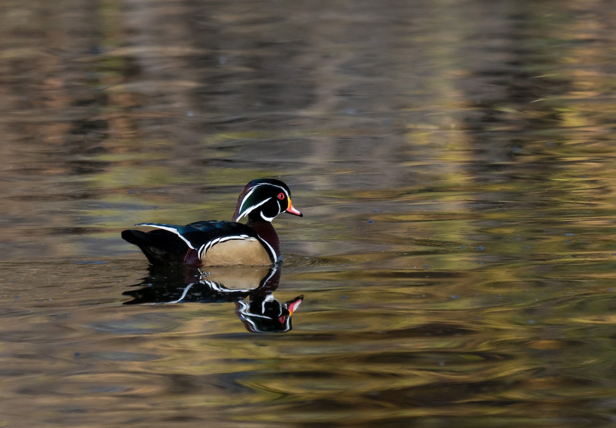 美洲鴛鴦 - ML646046103
