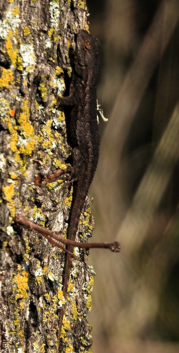 Western Fence Lizard - ML646046109