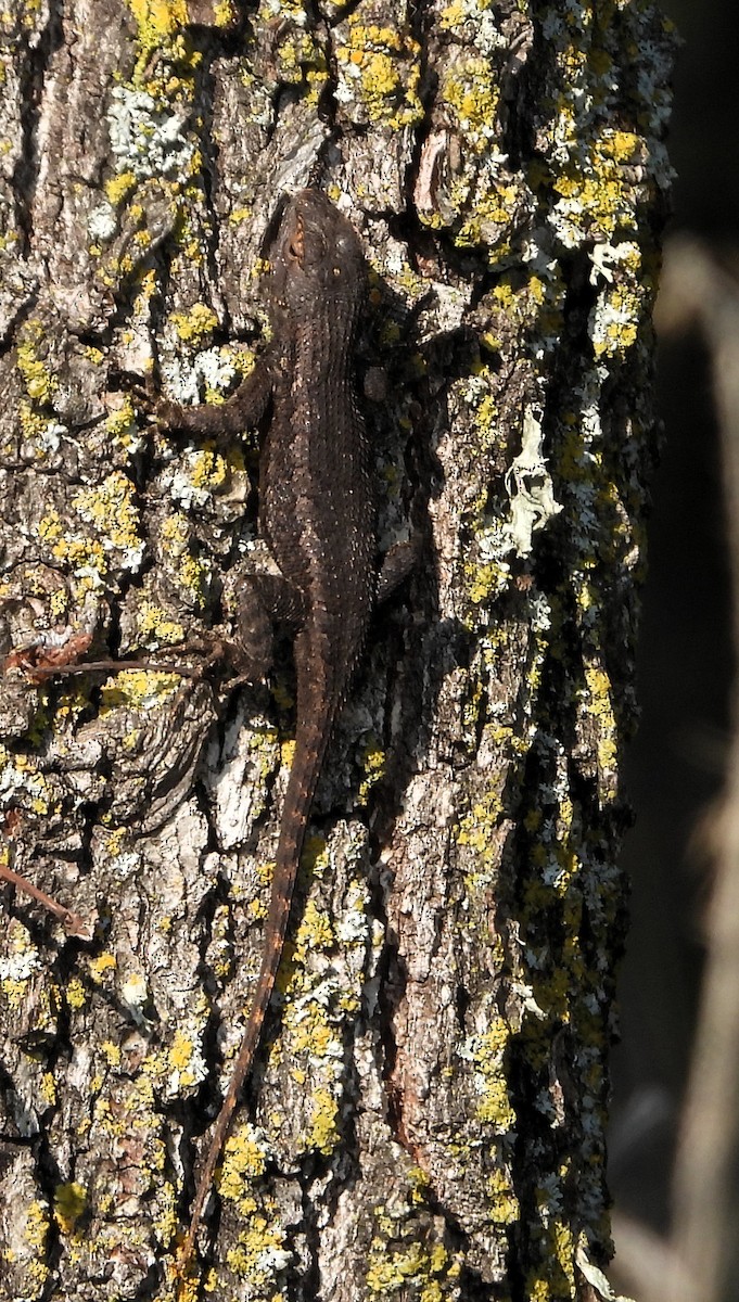 Western Fence Lizard - ML646046110