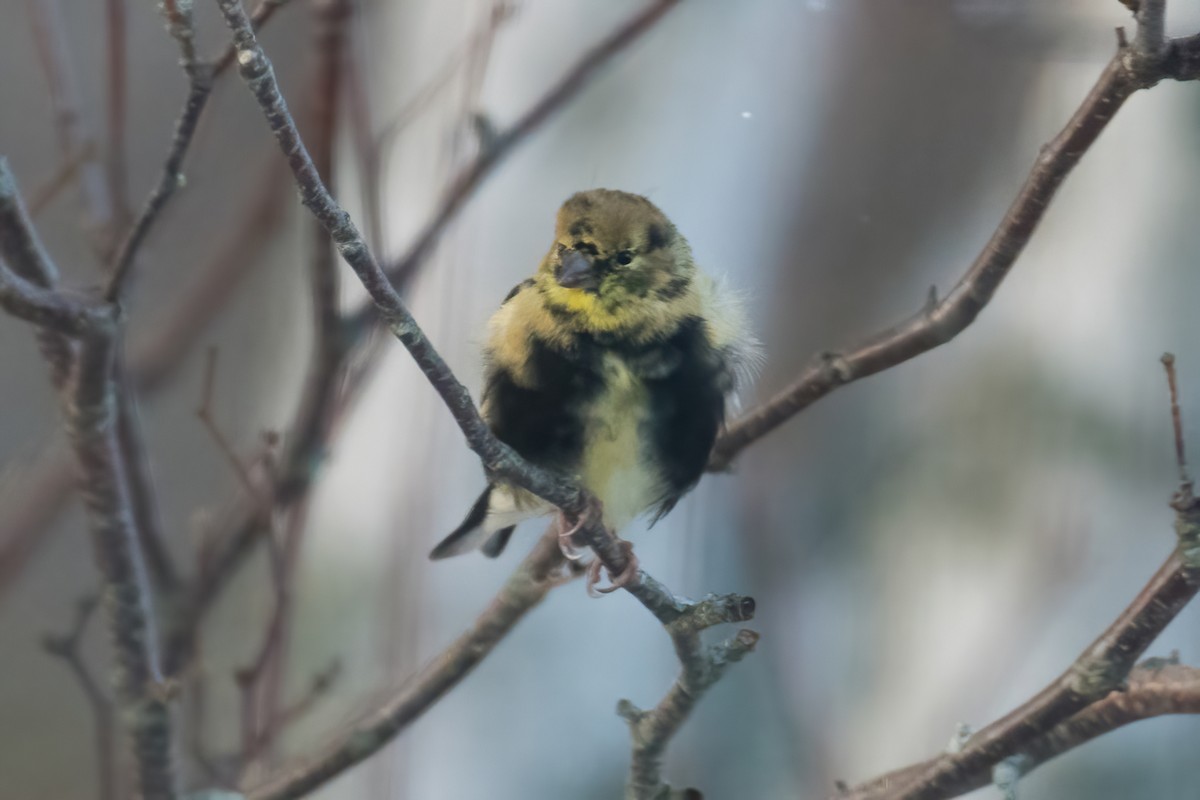 American Goldfinch - ML646046111