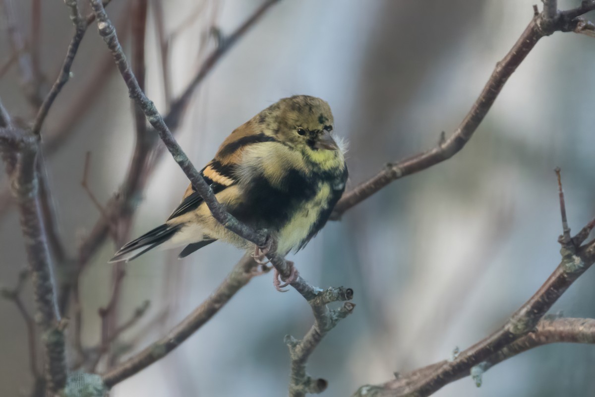 American Goldfinch - ML646046112