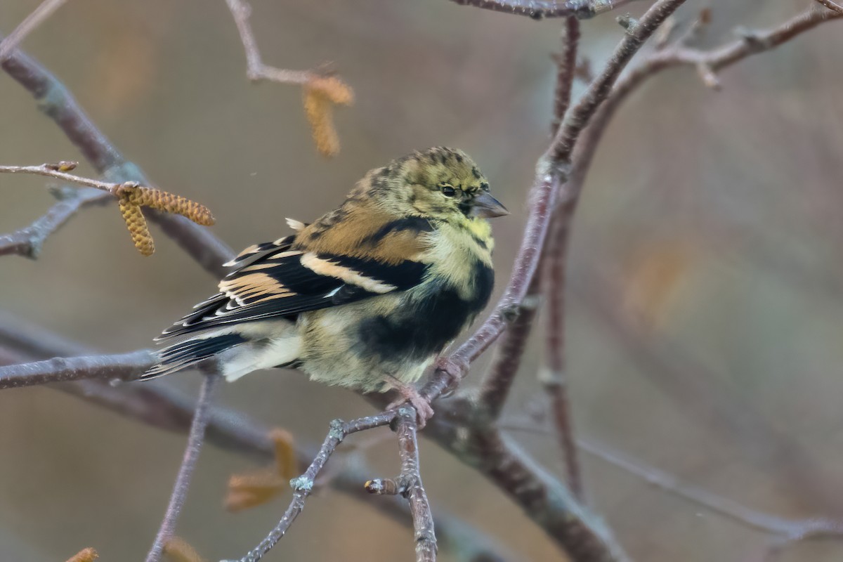 American Goldfinch - ML646046113
