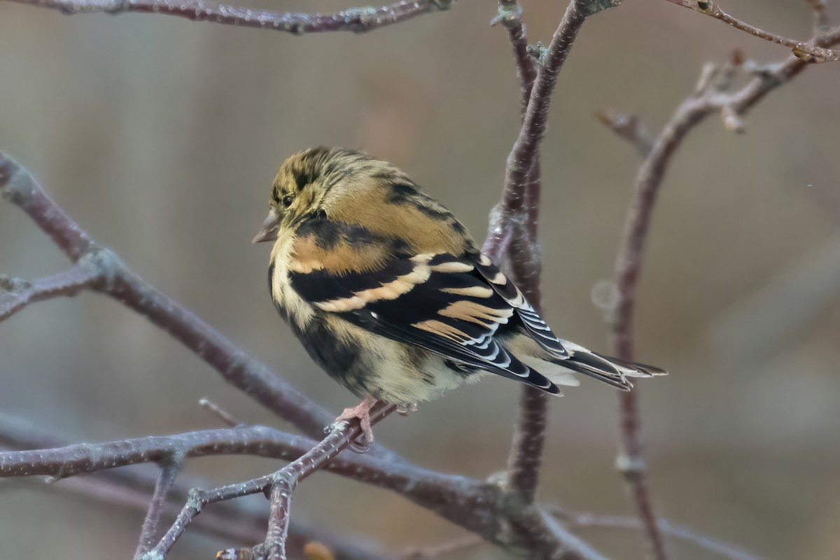 American Goldfinch - ML646046114