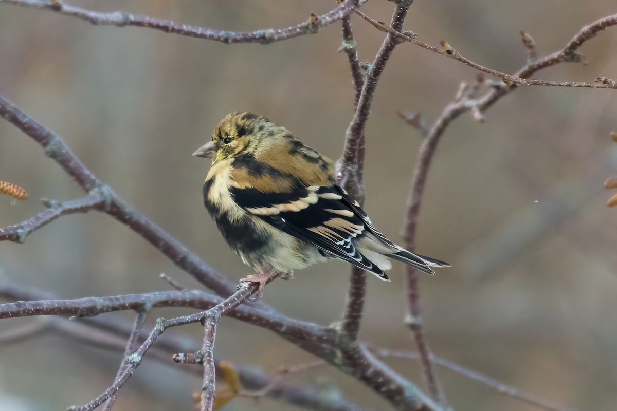 American Goldfinch - ML646046115