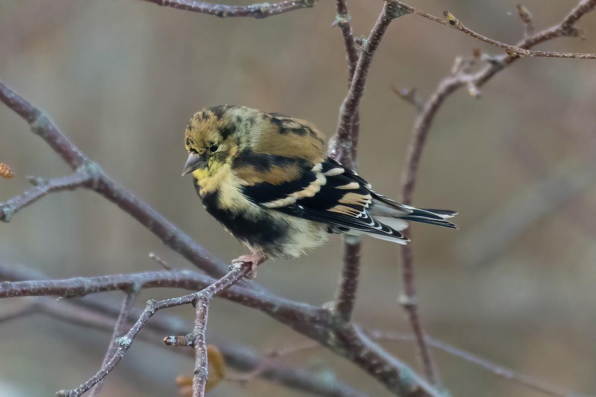 American Goldfinch - ML646046116