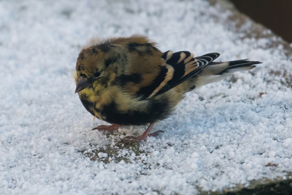American Goldfinch - ML646046117
