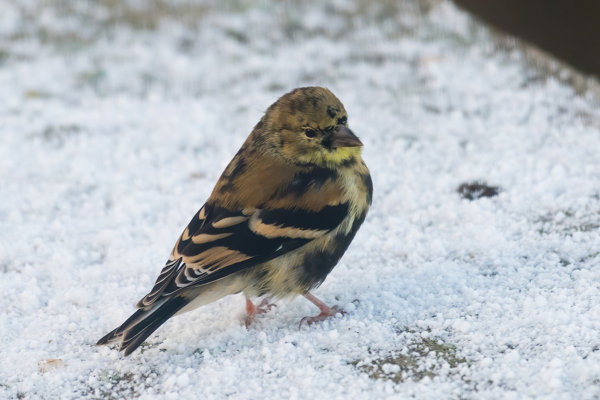 American Goldfinch - ML646046118