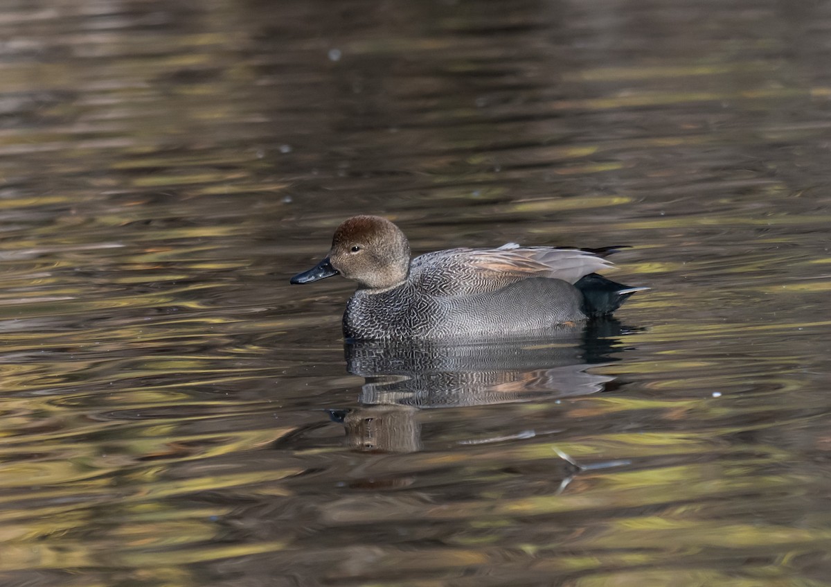 赤膀鴨 - ML646046119