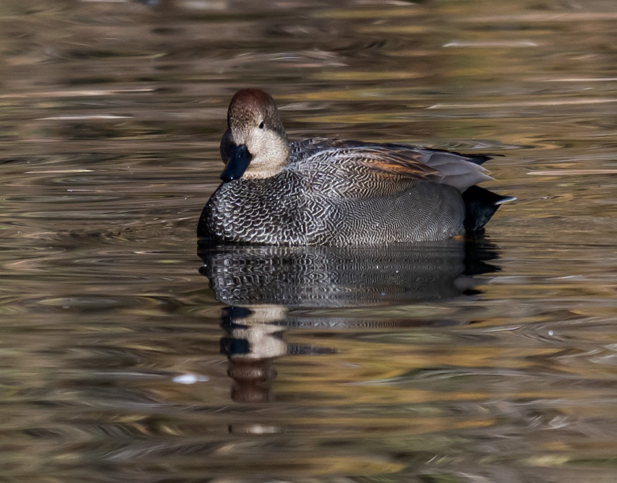 赤膀鴨 - ML646046120