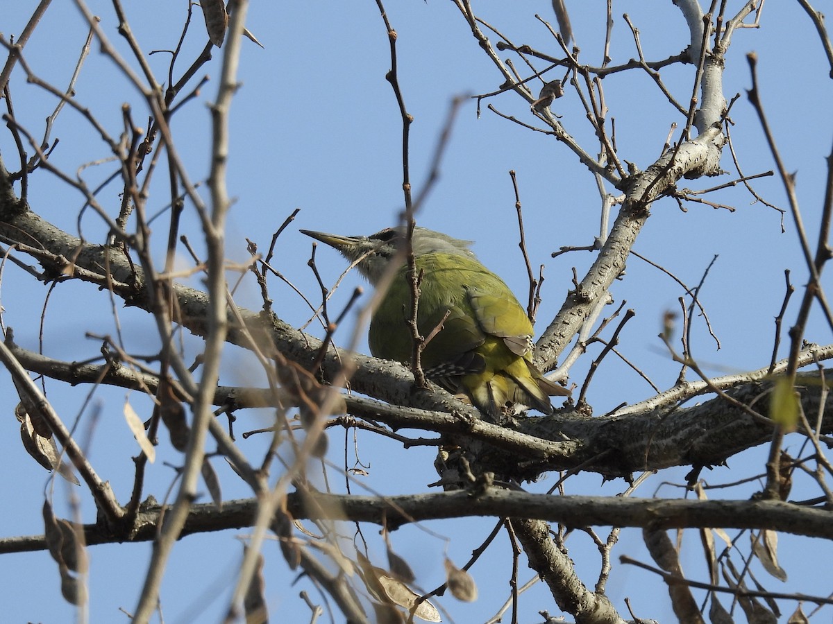 Pic cendré - ML646046123