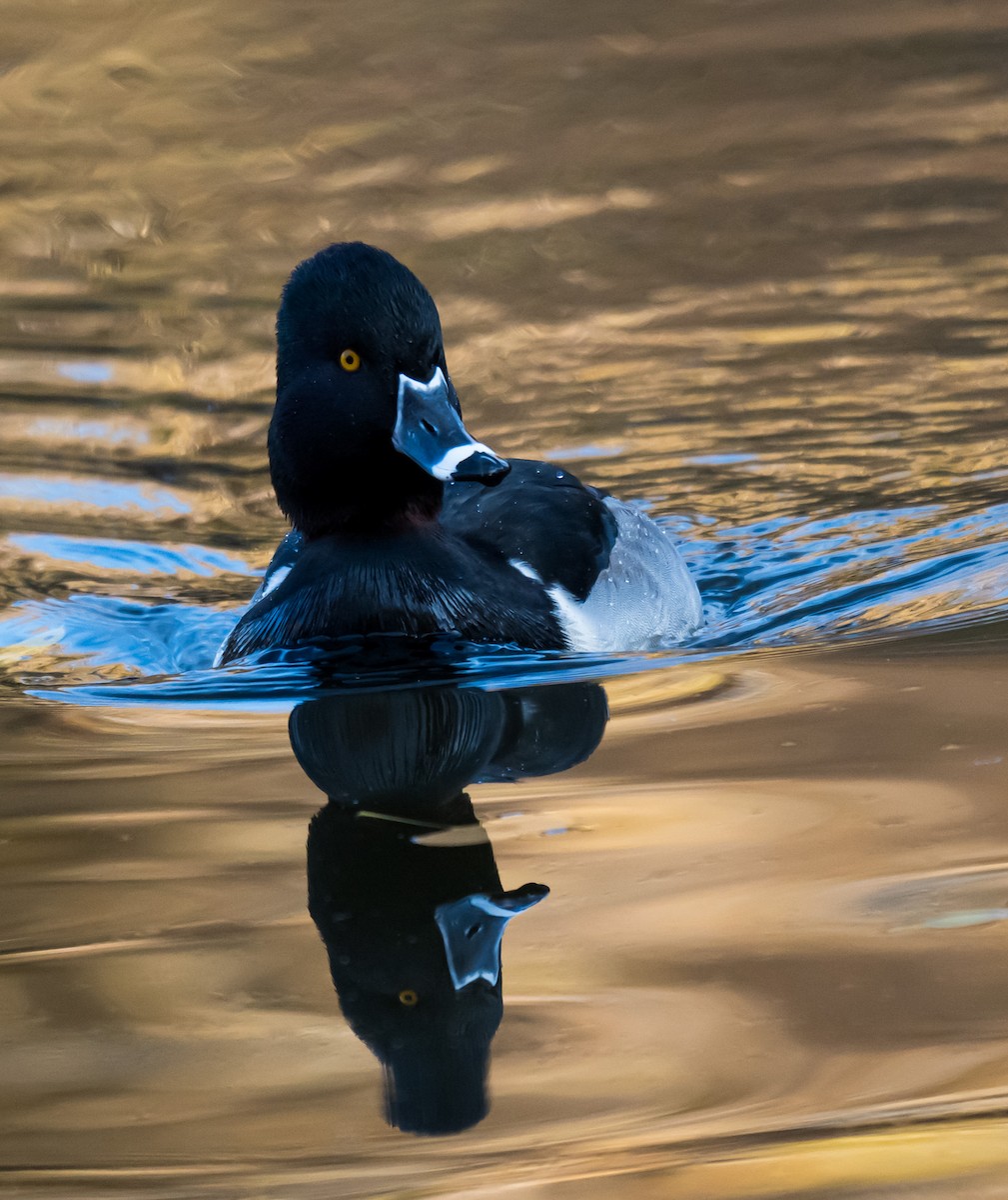 環頸潛鴨 - ML646046126