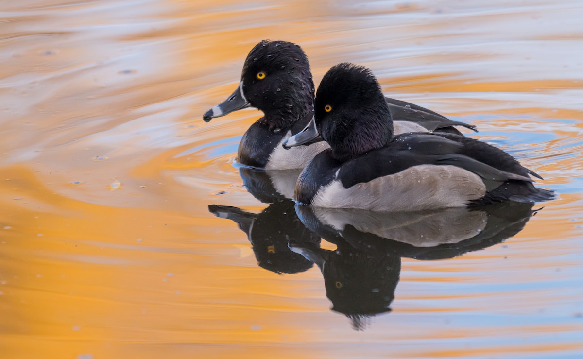 環頸潛鴨 - ML646046130
