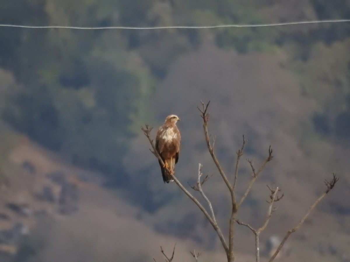 Саванный крабоед - ML646046131