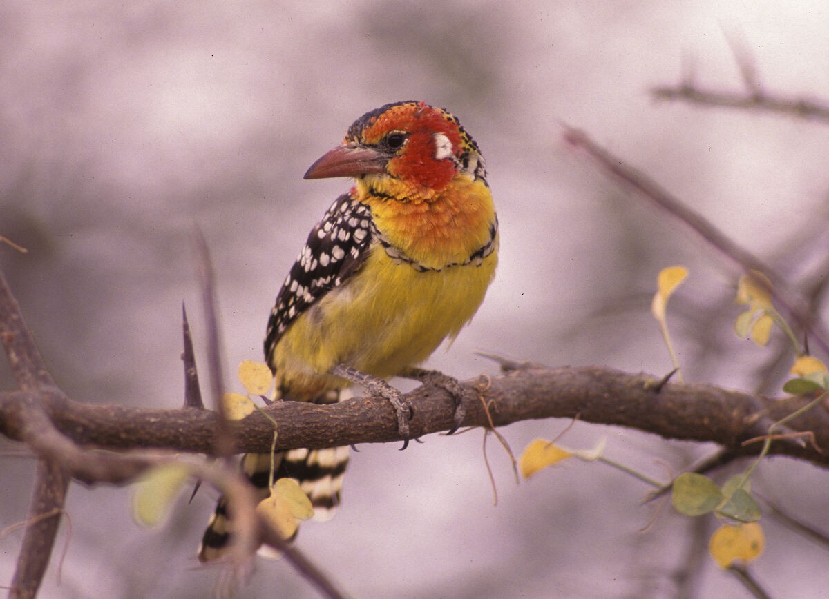 Barbudo Cabecirrojo - ML646046136