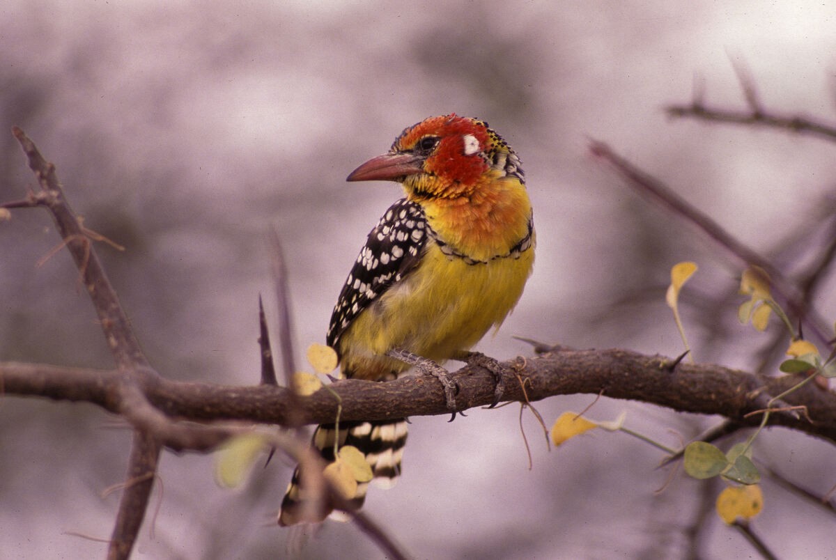 Barbudo Cabecirrojo - ML646046139