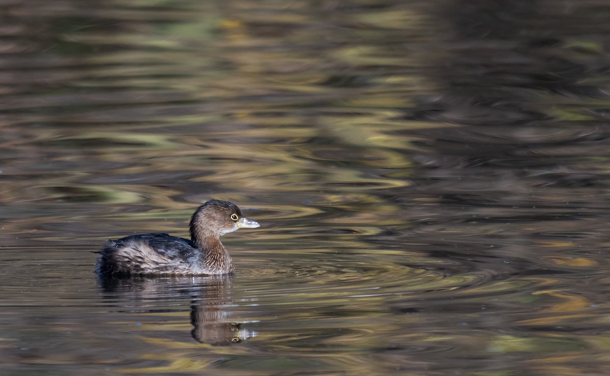 Pied-billed Grebe - ML646046144