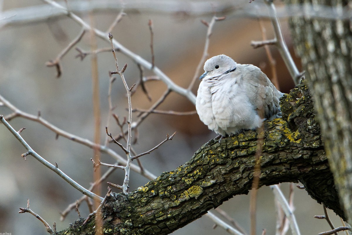 Eurasian Collared-Dove - ML646046163