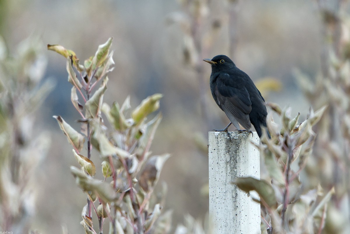 Eurasian Blackbird - ML646046168