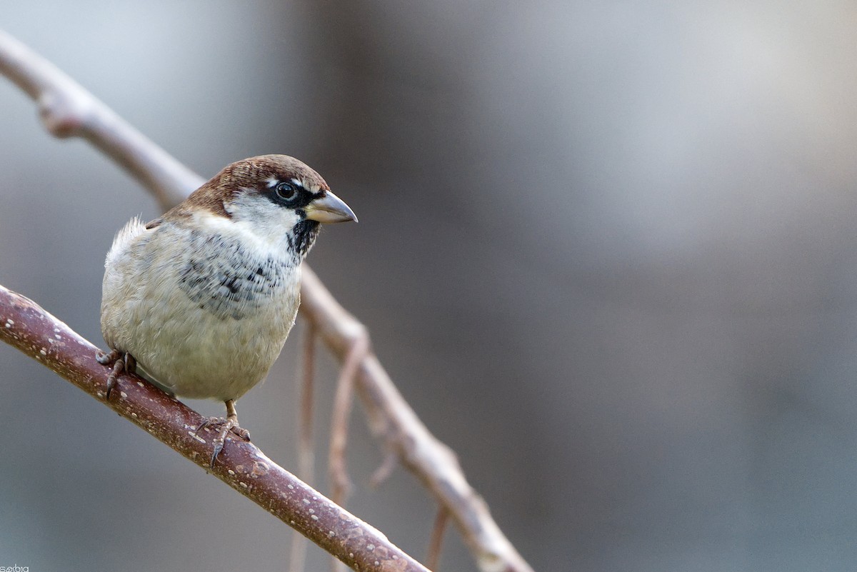 Горобець італійський - ML646046172