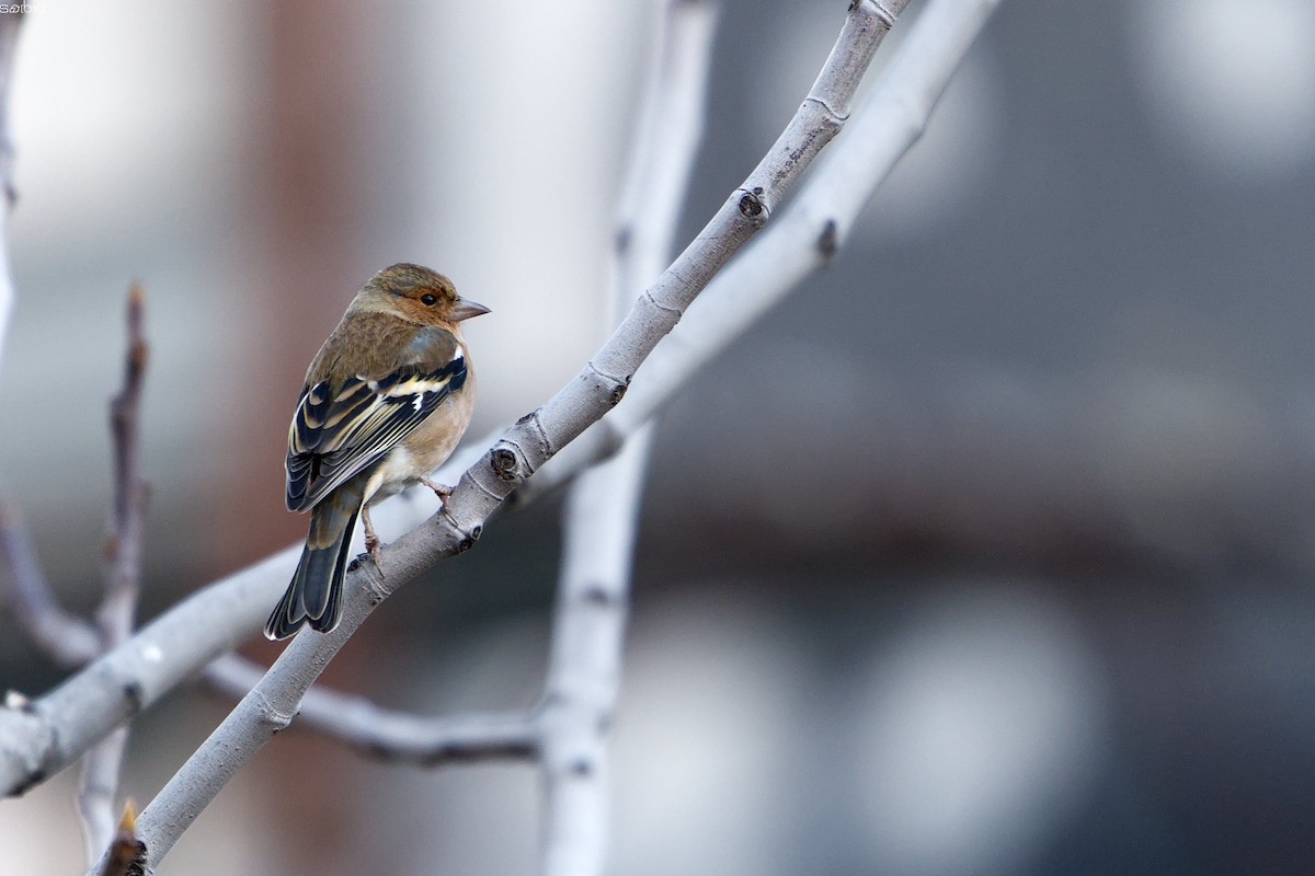 Common Chaffinch - ML646046173