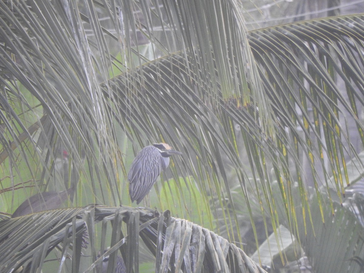 kvakoš žlutočelý - ML646046174