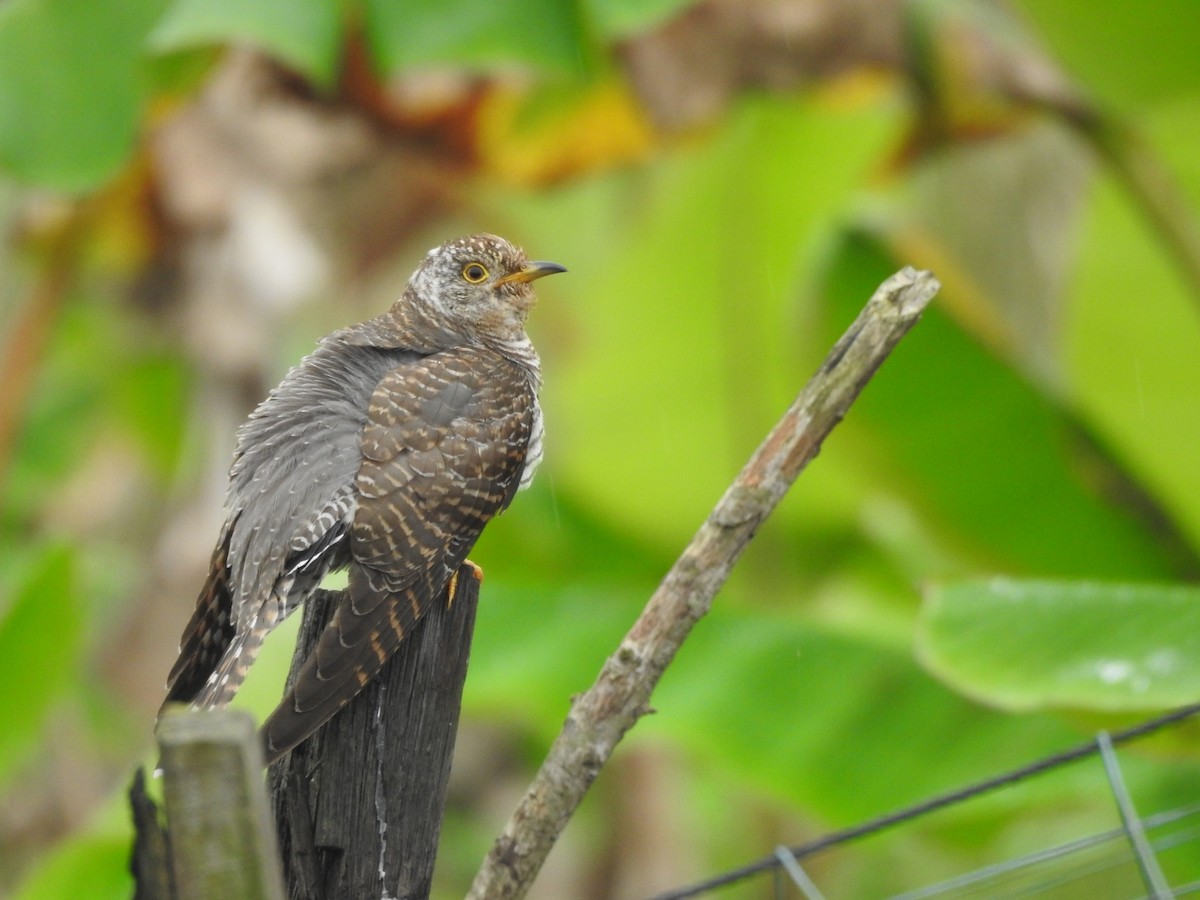 Common Cuckoo - ML646046175